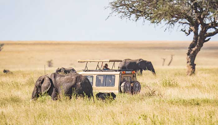 Feel the Thrill of the Wild on a Once-in-a-Lifetime Safari Adventure